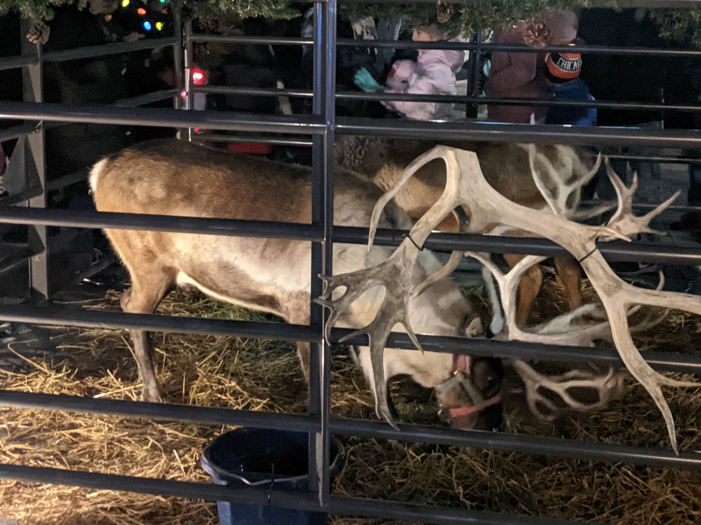 The Oswego Christmas Walk on Dec. 6 also featured reindeer.
