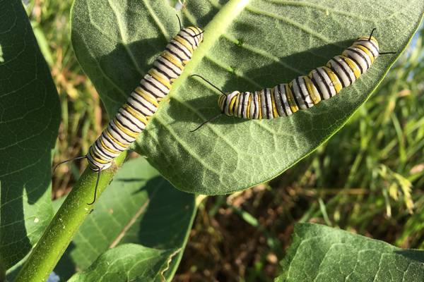 Down the Garden Path: Prepare now for next year’s Monarch butterflies – make Seed Balls