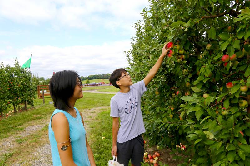 Madison and Anderson Detolve of Batavia pick apples at Kuipers Family Farm in Maple Park on Saturday, Aug. 26, 2023