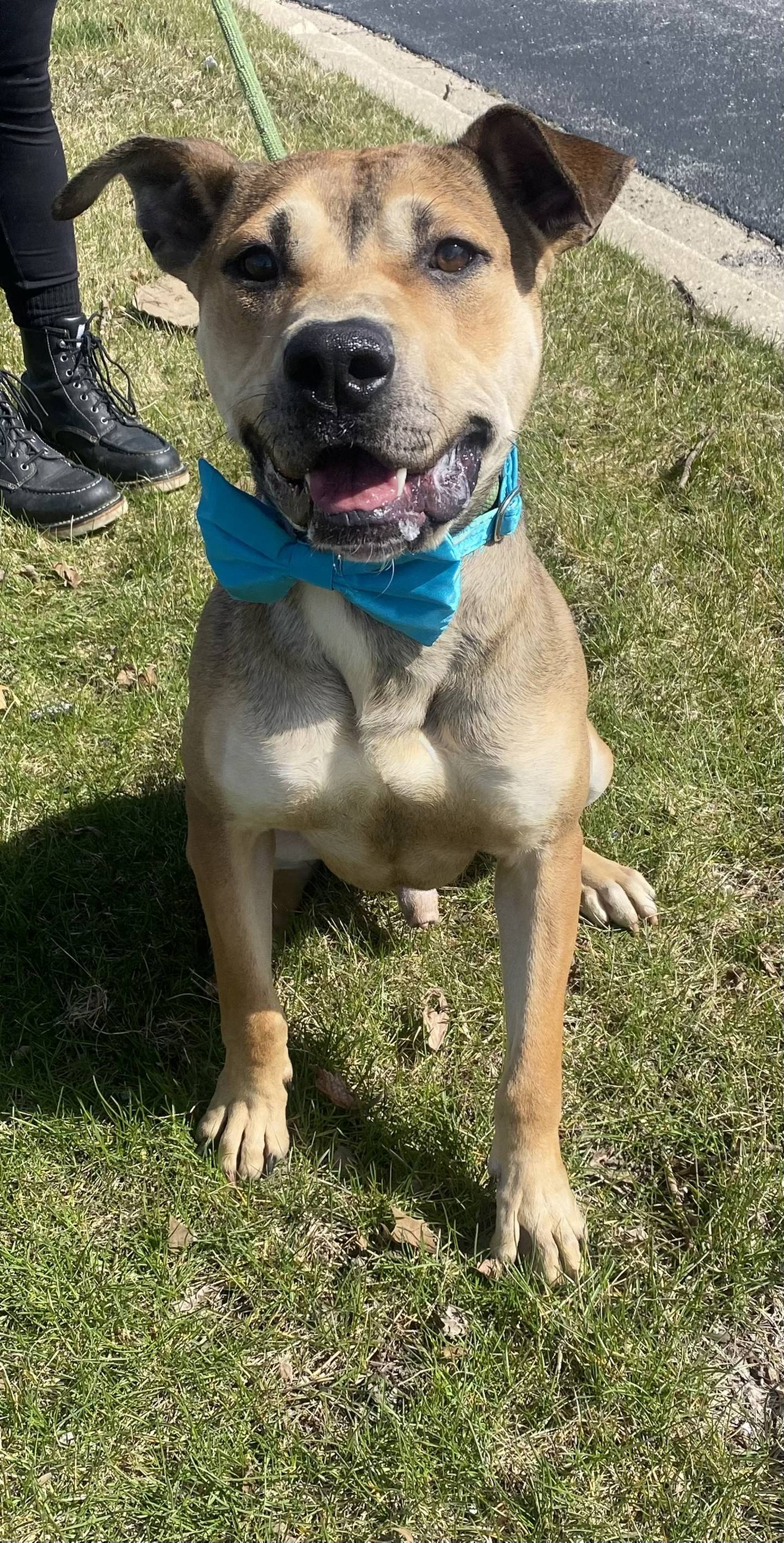 Sampson is a 4-year-old outgoing terrier. He loves long walks, playing with his toys and snuggling on his bed. He does well with other dogs but needs a home without cats. Sampson needs an adopter that will work on his training – he lots of playful energy. To meet Sampson, email Victoria at victoria@nawsus.org to setup an appointment to meet him.