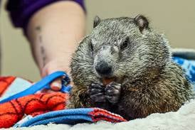 A groundhog called Wanda