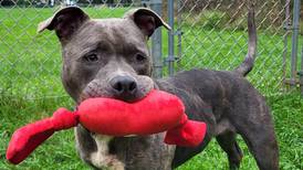 Fun-loving dog seeks foster home for extra TLC
