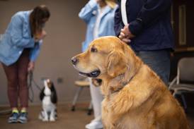 Edward-Elmhurst Health recruiting dogs for animal-assisted therapy program