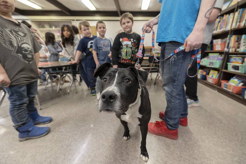 Granny Rose pet Lehman works the crowd Thursday, Feb. 5, 2026, in the library at Sterling’s Jefferson School. The long time resident is still looking for a forever home, one where he can be the sole pet and have lots of love and attention from the owner.