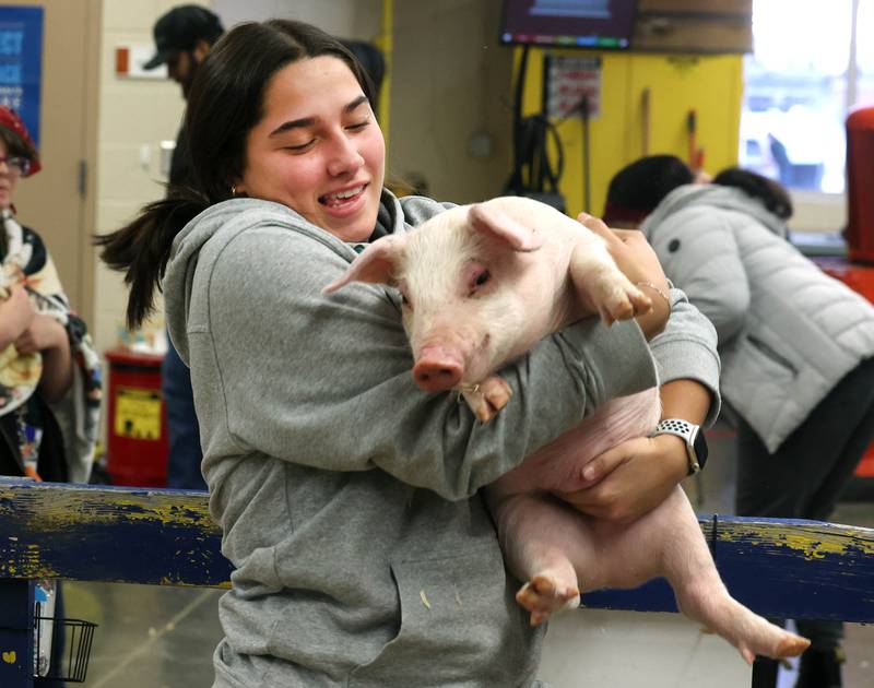Emma Hart, a DeKalb High School student in the Future Farmers of America program, wrangles up one of the pigs Wednesday, Feb. 19, 2025, during the DeKalb High School FFA Barnyard Zoo Family Night at the school.