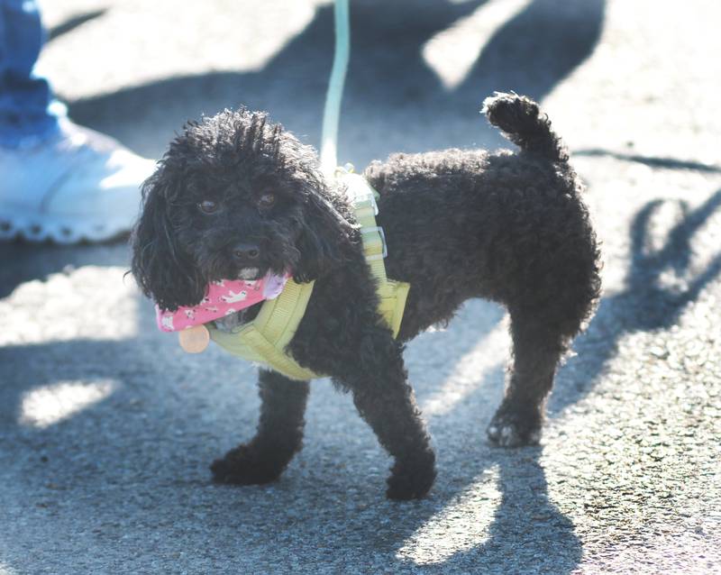 Nova, a poodle mix, didn't let 3 legs slow her down at the Polo High School’s Doggy Dash on Saturday, Sept. 6, 2025.  Maci Mandrell brought Nova to the event.