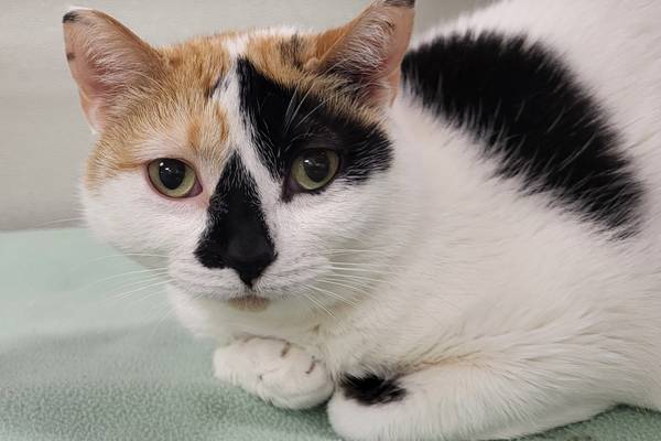 Friendly adult cat likes to have people, cats around her