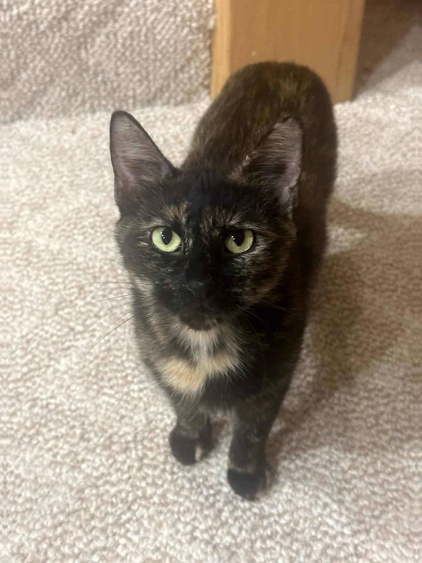 Ice Cream is a 1-year-old tortie that was rescued from a local animal control with her kittens. She was a nurturing mother, despite being little more than a kitten herself. Now that her kittens are adopted, she deserves a happy life. She is sweet, snuggly, affectionate and loves sitting on laps. To meet Ice Cream, email Catadoptions@nawsus.org. Visit nawsus.org.