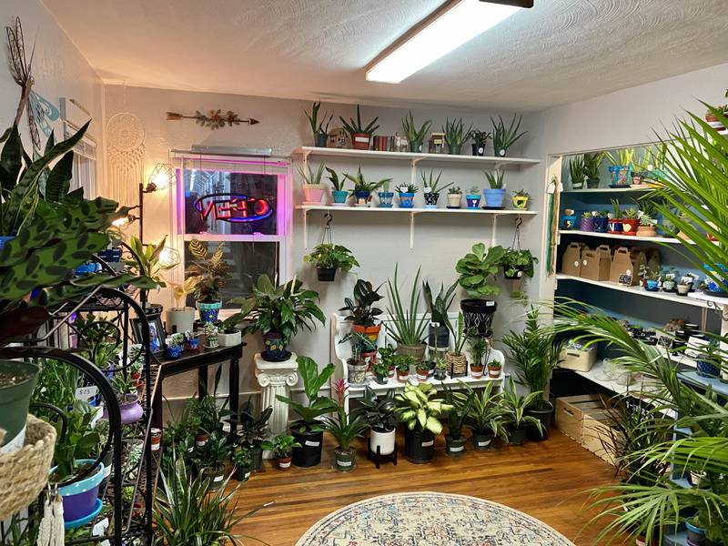 Ashley Searing of Joliet is holding a grand opening on Feb. 19 for RejuveNate - Plants & Wellness LLC in Crest Hill.
The goal of this plant store is to increase mental health awareness with “custom-made, hand-painted, therapeutic pottery pieces that contain locally grown, air purifying plants,” according to the RejuveNate website. A grand opening event will be held Saturday, Feb. 19, 2022 at the Crest Hill store.
