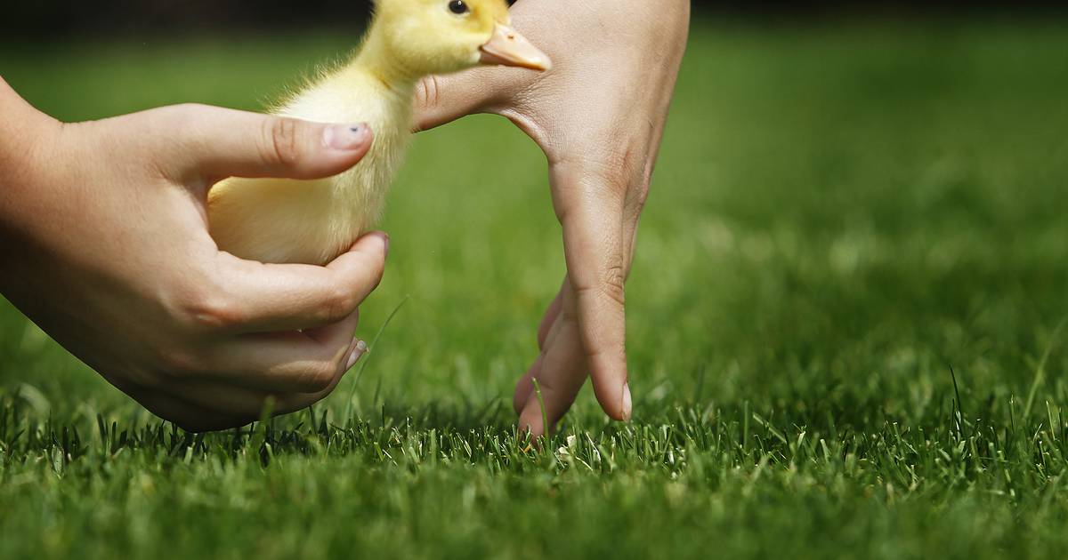 Pet-friendly landscaping – Shaw Local