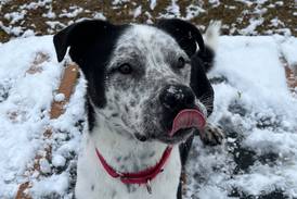 Fun-loving dog ready to share his zest for life with forever family