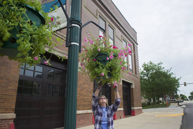 Debbie Nagy of the Dixon Area Garden Club spruces up a petunia basket newly hung in downtown Dixon Wednesday, June 1, 2022. 280 baskets were put up along the bridges and the downtown ahead of the annual Petunia Fest. In mid-summer the baskets will be in full bloom leaving long trails of pink blooms and green leaves.