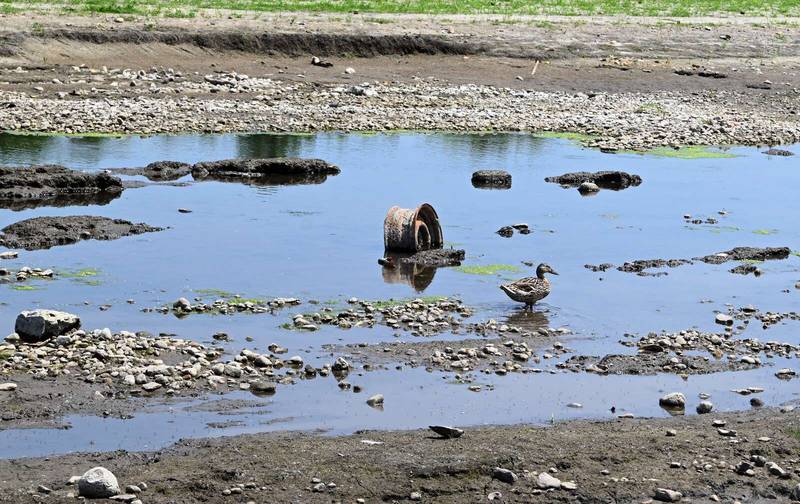 The Kane County Forest Preserve District removed a dam in Carpentersville last fall to restore a natural flow to the Fox River. Drought conditions, however, have led to lower-than-anticipated water levels.