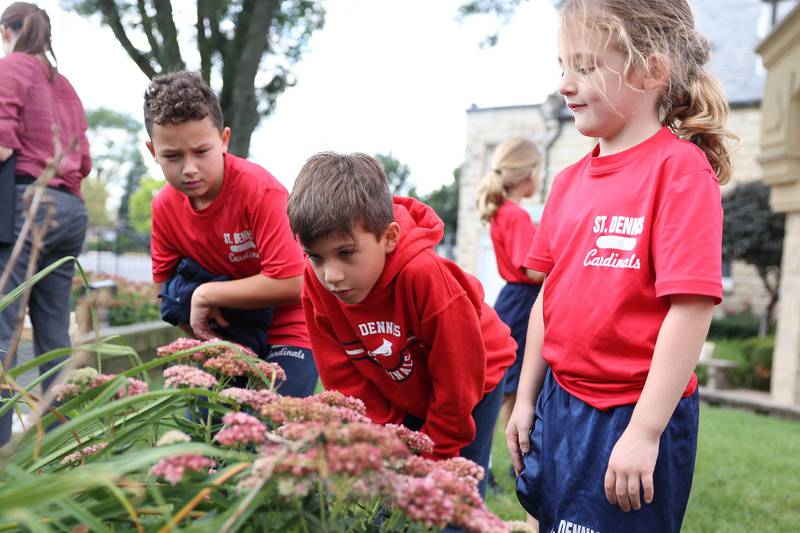 2nd grader Noah Sanchez (left), and 1st graders Freddie Pazcuk and Dakota Pech, students at St. Dennis School, watch several Monarch Butterflies sit on the flowers. Tuesday, Sept. 13, 2022, in Lockport.
