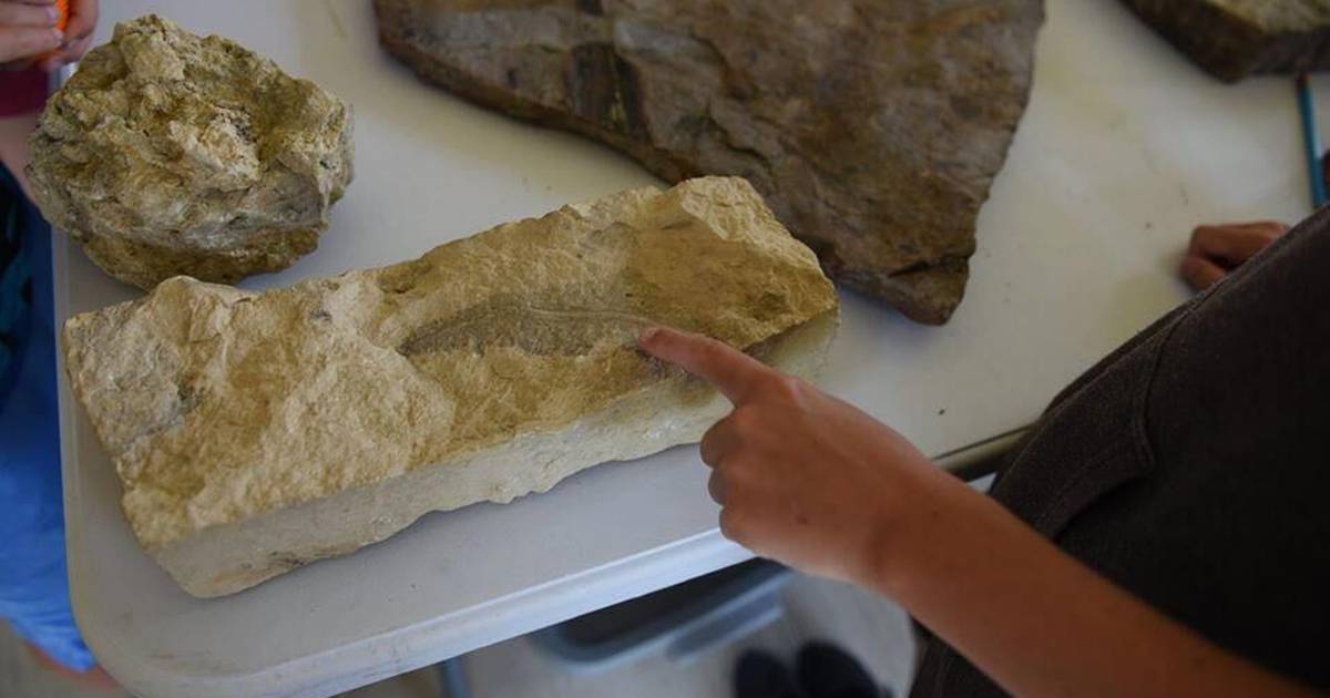 U of I Extension hosts fossil identification workshop