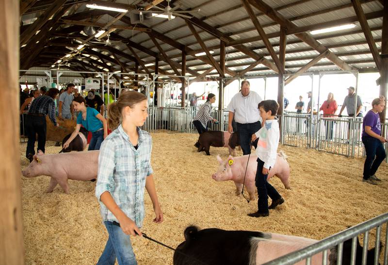 Contestants show their pigs during the 4-H Swine Show during the 75th Anniversary of the McHenry County Fair in Woodstock on Thursday, August 3, 2023.