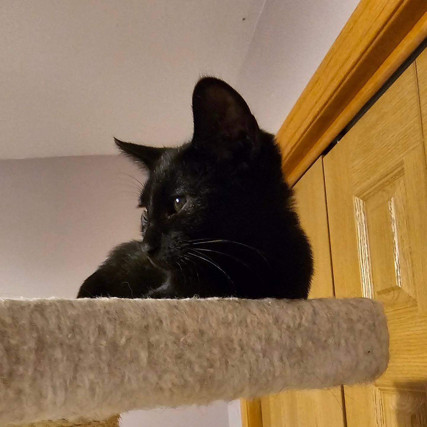 Peanut is a kitten that may be quiet at first, but – once he gets settled – he’s all snuggles and love. He adores cozy blankets, kitten adventures and being close to people. He does well with kids, cats and dogs and ready to be a bundle of joy in his forever home. To meet Peanut, visit thekittysquad.com/adoptables.