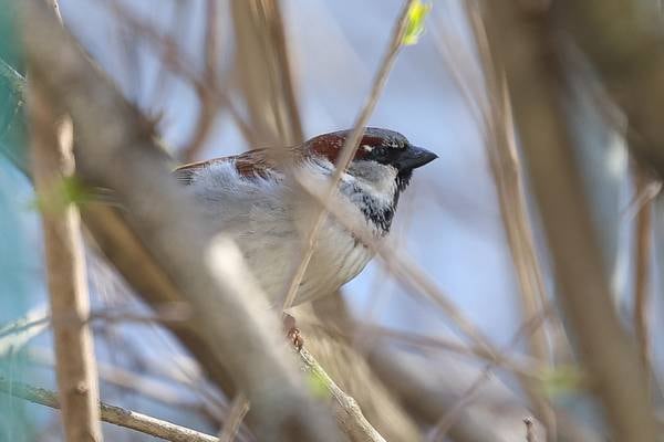 Kane County Forest Preserve to offer spring bird count program March 14