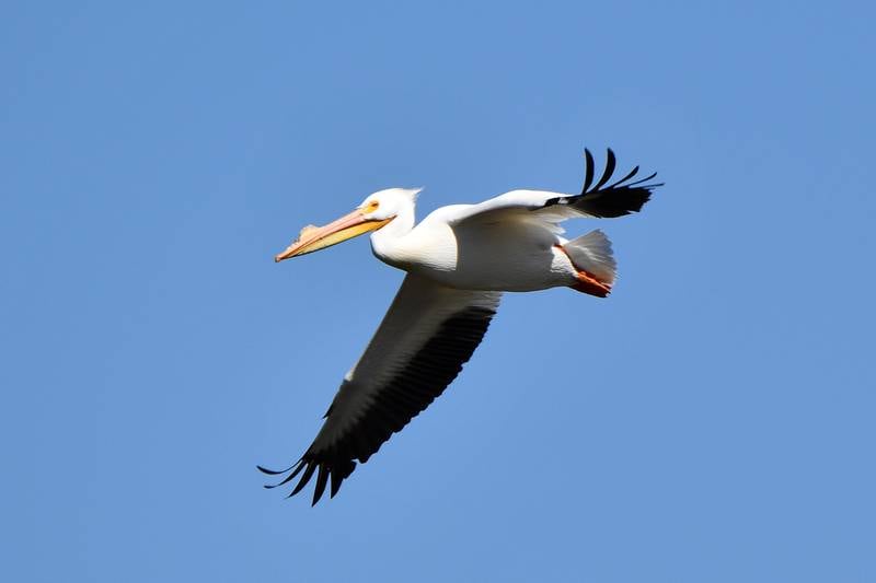 See pelicans at McKinley Woods on Saturday, Sept. 28, as the Forest Preserve District of Will County throws a Pelican Party for these massive birds to celebrate their fall migration.