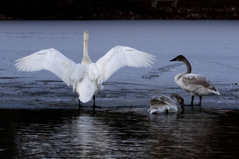 Trumpeter swans gather on Monday, Dec. 2, 2024, at Somerset Manor near Harvard. In 1985, Henri Giugni and his wife, June, brought in four pairs of native trumpeter swans and now up to 100 trumpeter swans return every winter to their Harvard-area property.