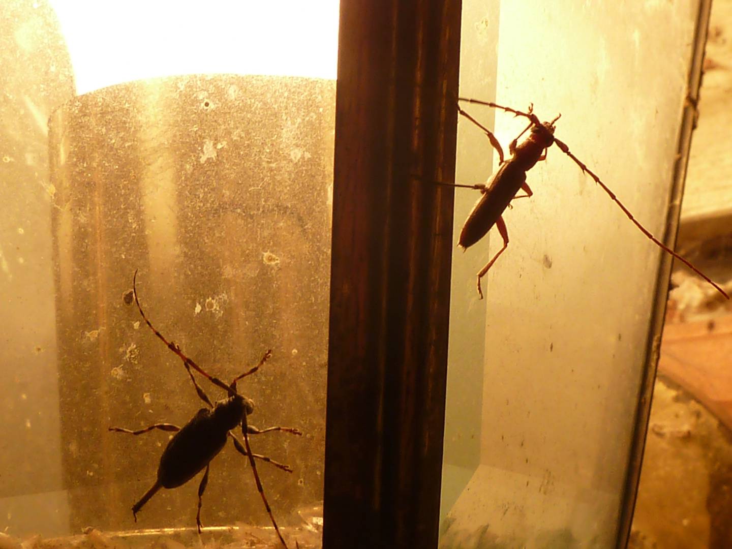 Two long-horned beetles found themselves attracted to the light, and each other, on a recent summer night.