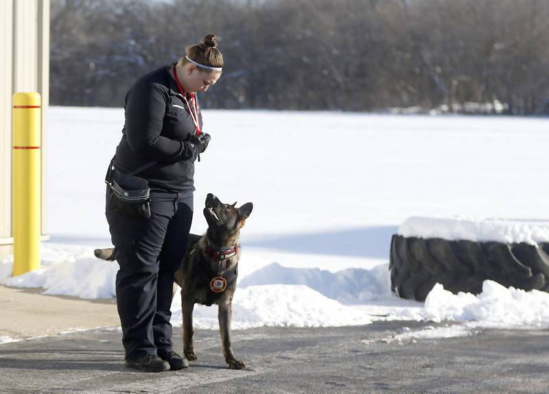 Wonder Lake firefighter and paramedic Ginelle Hennessey works with 7-month-old Jäger, a German shepherd getting trained as a search-and-rescue dog, Tuesday, Jan. 31, 2023, at Wonder Lake Fire Protection District Station 1, 4300 E. Wonder Lake Road in Wonder Lake. Once trained, the dog will be the first fire department search-and-rescue dog in McHenry County.