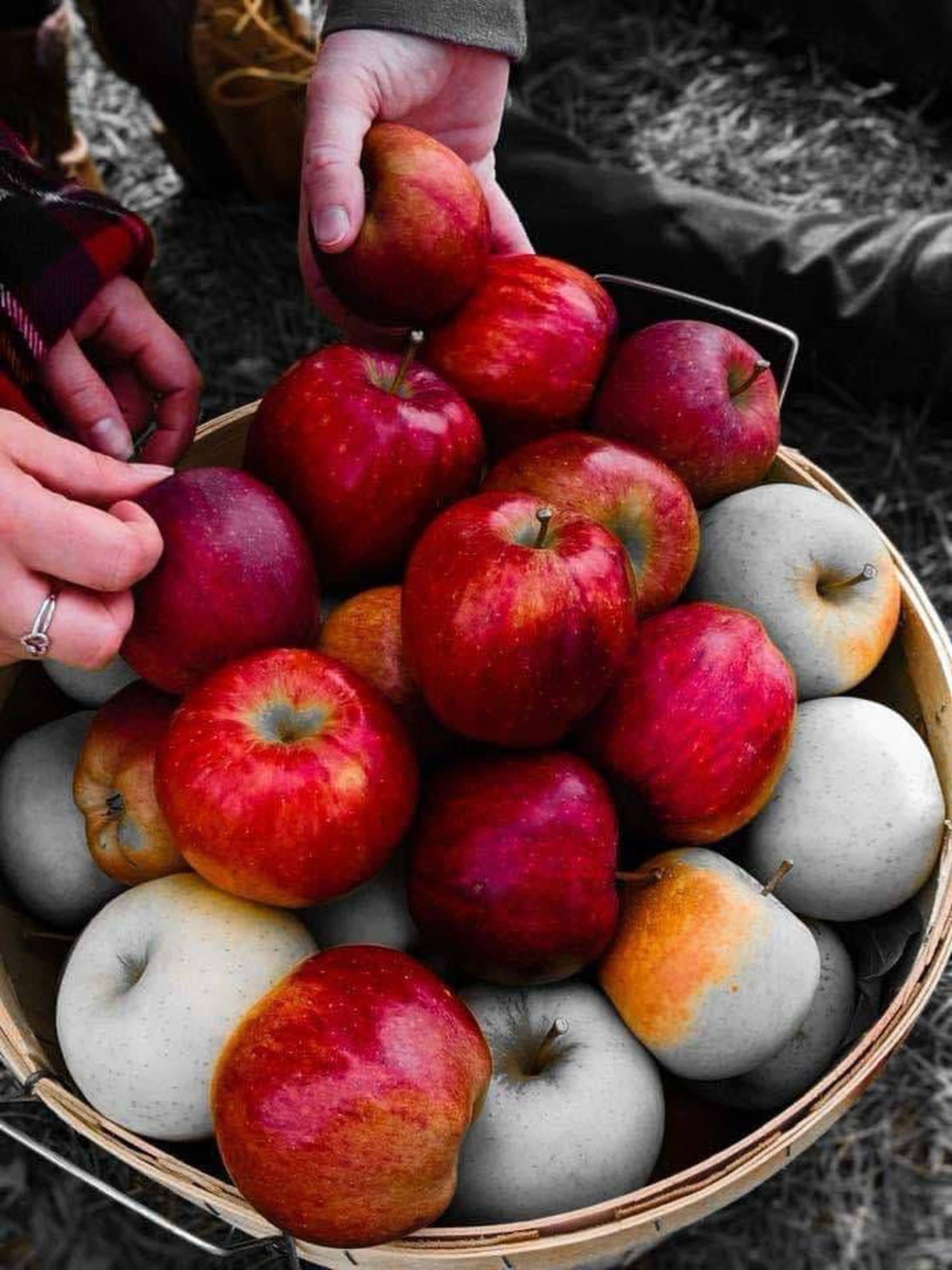 Apples are part of the logo of the film "A Year to Remember" planned by screenwriter April Noel of Crystal Lake, announced in 2025.