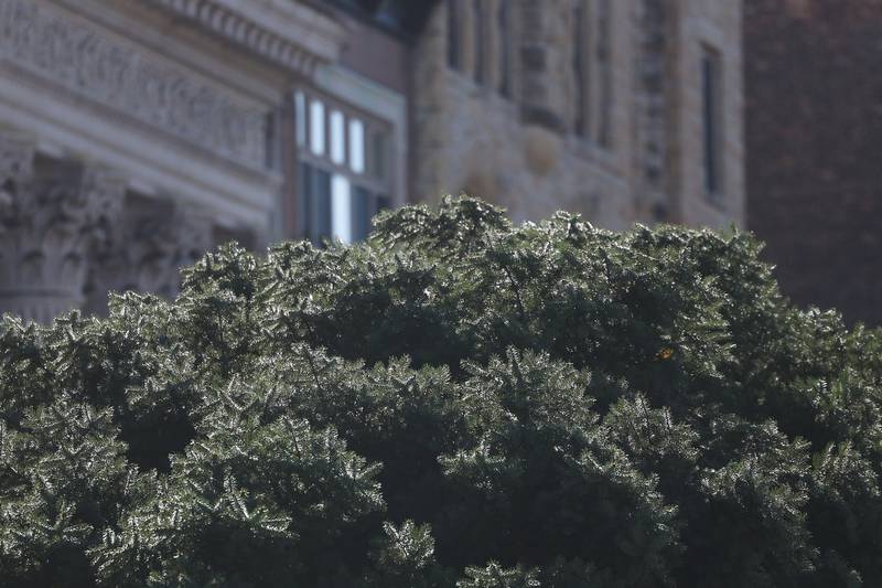 Photos Christmas Tree Makes it's Way to Downtown Joliet. Shaw Local