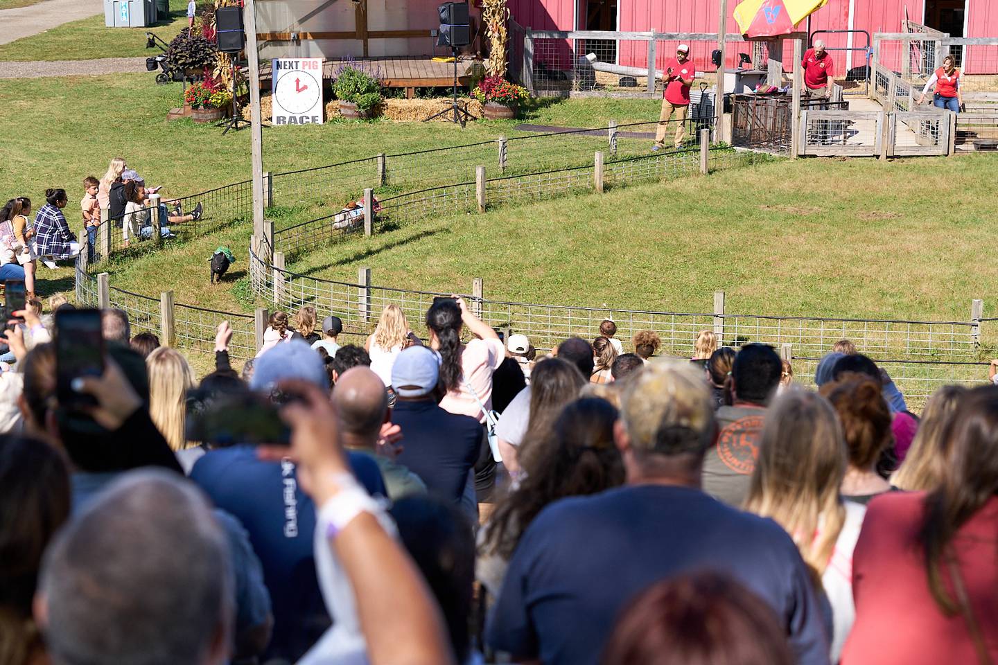 A sunlit crowd enjoys a pig race at the Richardson Adventure Farm in Spring Grove, home of the "World's Largest" Corn Maze. The farm opens for fall fun Saturday, Sept. 6.