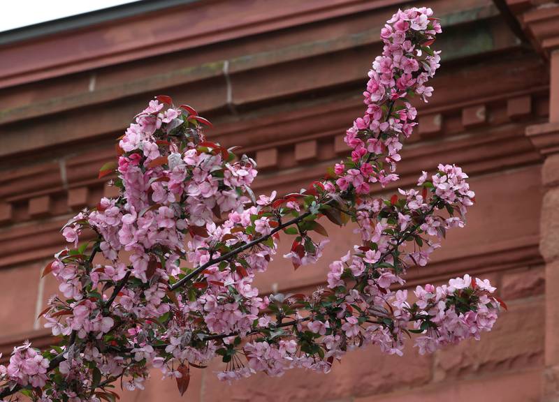 A flowering crabapple tree is set against the brickwork of the Sycamore Public Library Friday, May 2, 2025, in Sycamore.