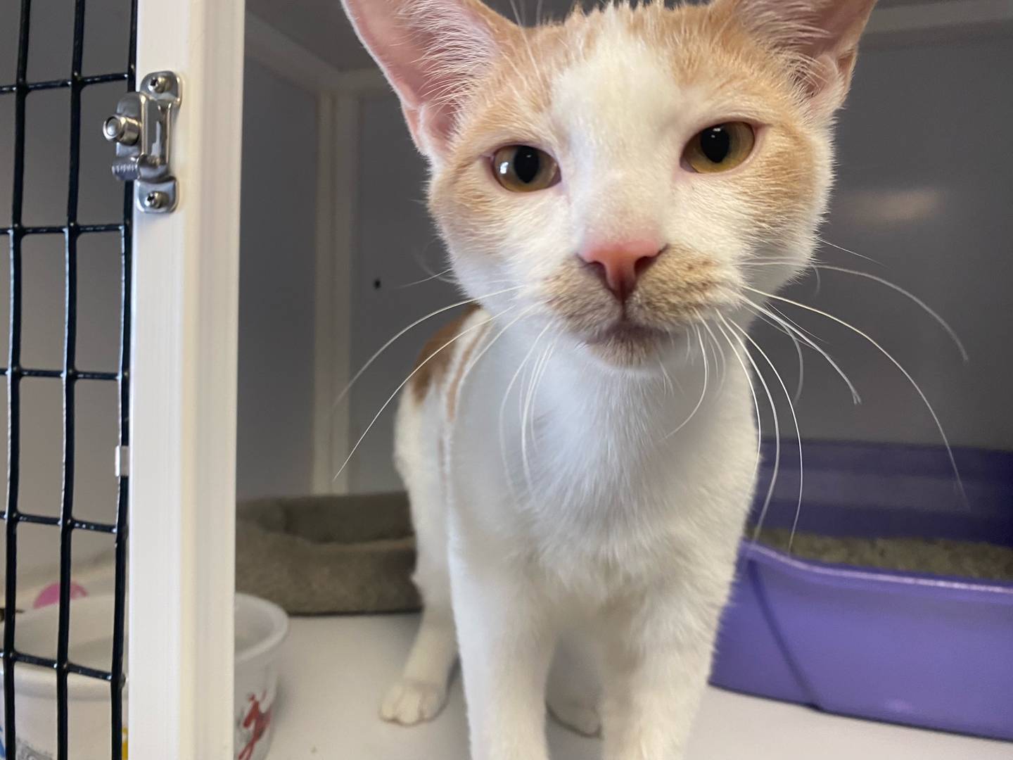Liam is a 5- month-old white and buff domestic shorthair. He is playful, outgoing, and affectionate. Liam loves to be petted, and he gets along with other cats. For more information on Liam, including adoption fees please visit justanimals.org or call 815-448-2510.
