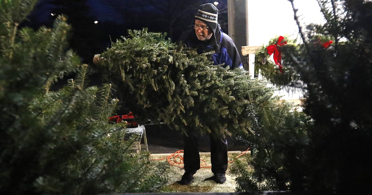 Time to pick a Christmas tree, but real or fake? Environmentalists
