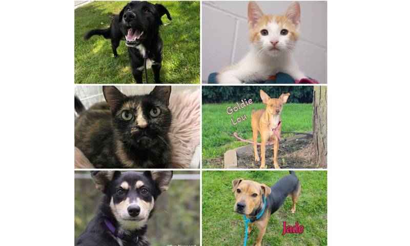 The Herald-News presents this week’s Pets of the Week. Read the description of each pet to find out about that pet, including where it can be adopted in Will County.