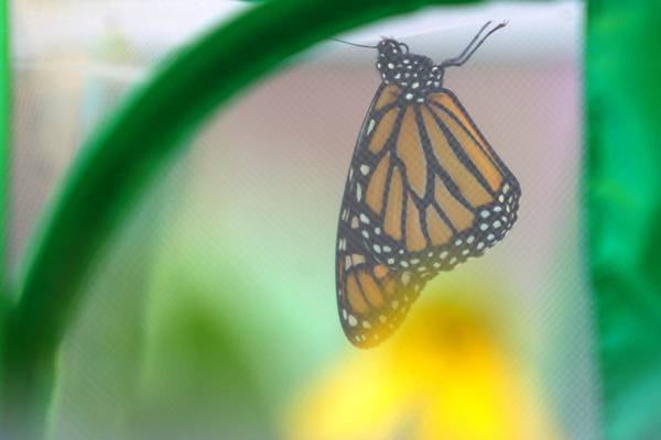 Westmont’s Monarch Festival set for Sept. 6