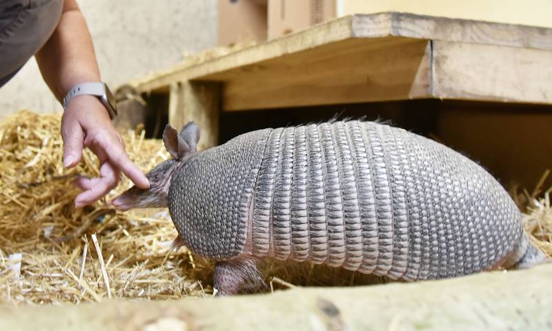 Sue Wahlgren, who is retiring as Cosley Zoo director, greets Dig, an armadillo at the Wheaton zoo.