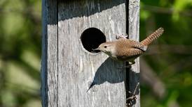 Good Natured in St. Charles: Songster house wrens fly over to dark side