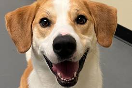 Young hound mix seeks family for life of playful fun