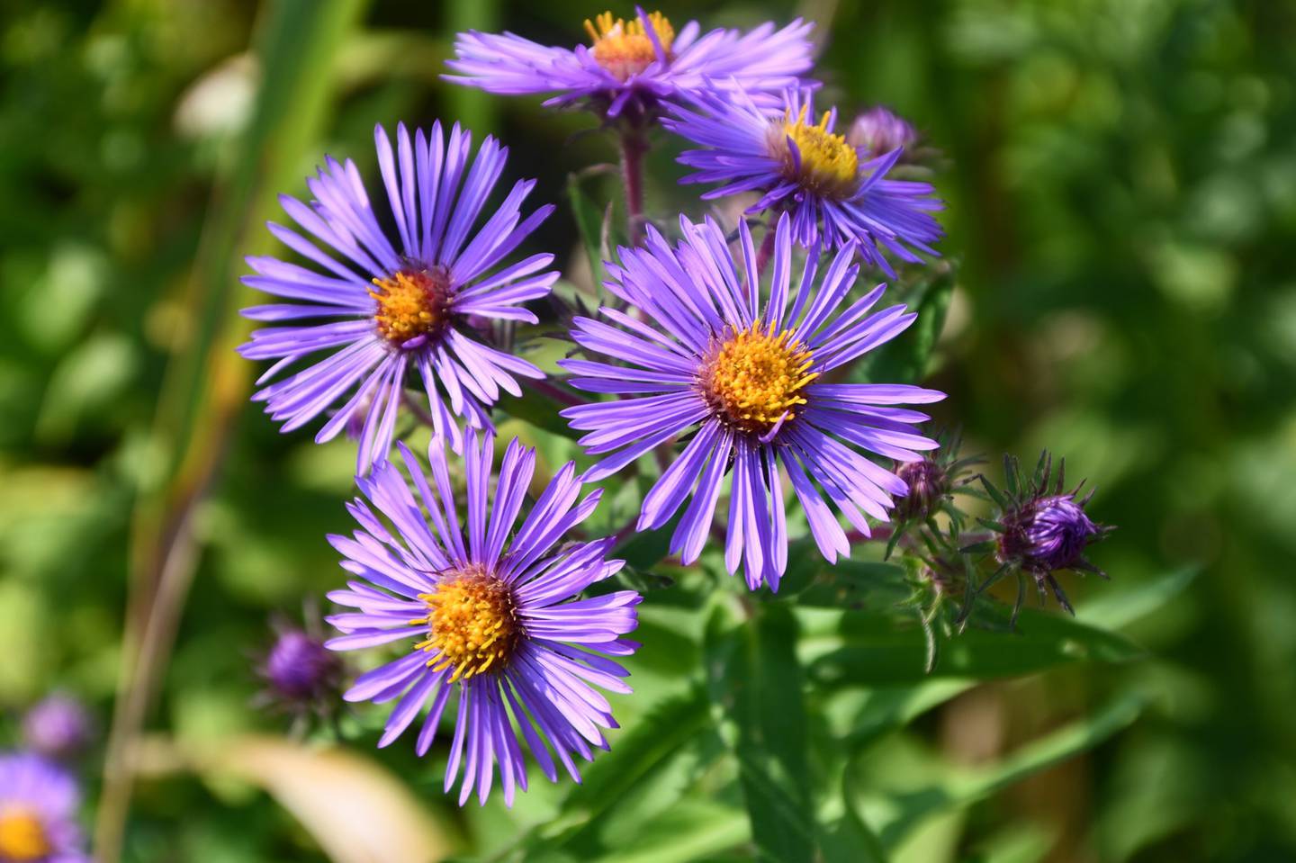 The Nature Foundation of Will County is accepting online plant orders at willcountynature.org through noon on Sunday, July 9 to be picked up on the weekend of July 29-30 at the Isle a la Cache Museum in Romeoville.