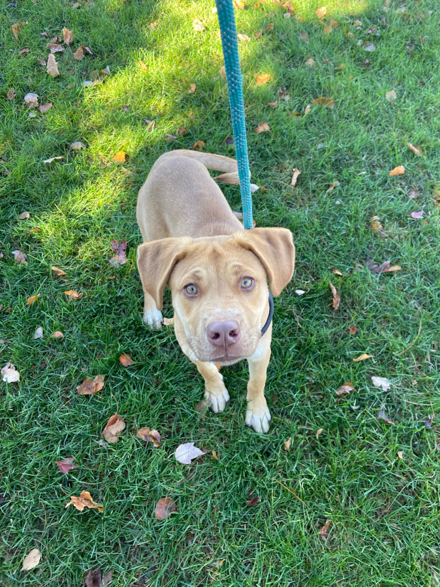 Chico is a happy 8-month-old Lab mix that was rescued from a local animal control. He just wants love and affection from everyone he meets. He is super playful and energetic. He is eager to please and needs some training. To meet Chico, email Dogadoption@nawsus.org. Visit nawsus.org.