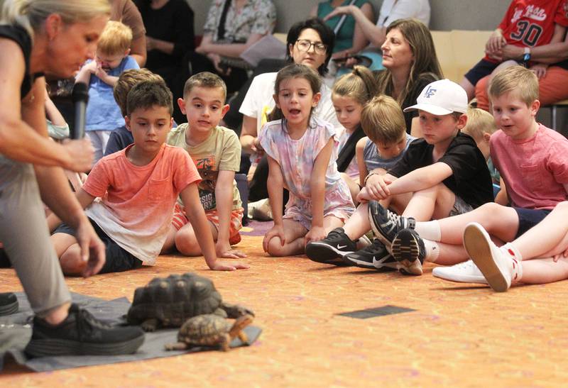 Deb Krohn, naturalist, shows children a red-footed tortoise and a box turtle during her FrogLady Reptile & Amphibian Show at the Lake Forest Library on Friday, June 30th, 2023.
Image by Candace H. Johnson for Shaw Local News Network