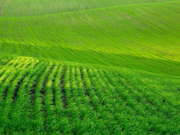 Lee, Carroll, Ogle and Whiteside Farm Bureaus to host crop marketing outlook