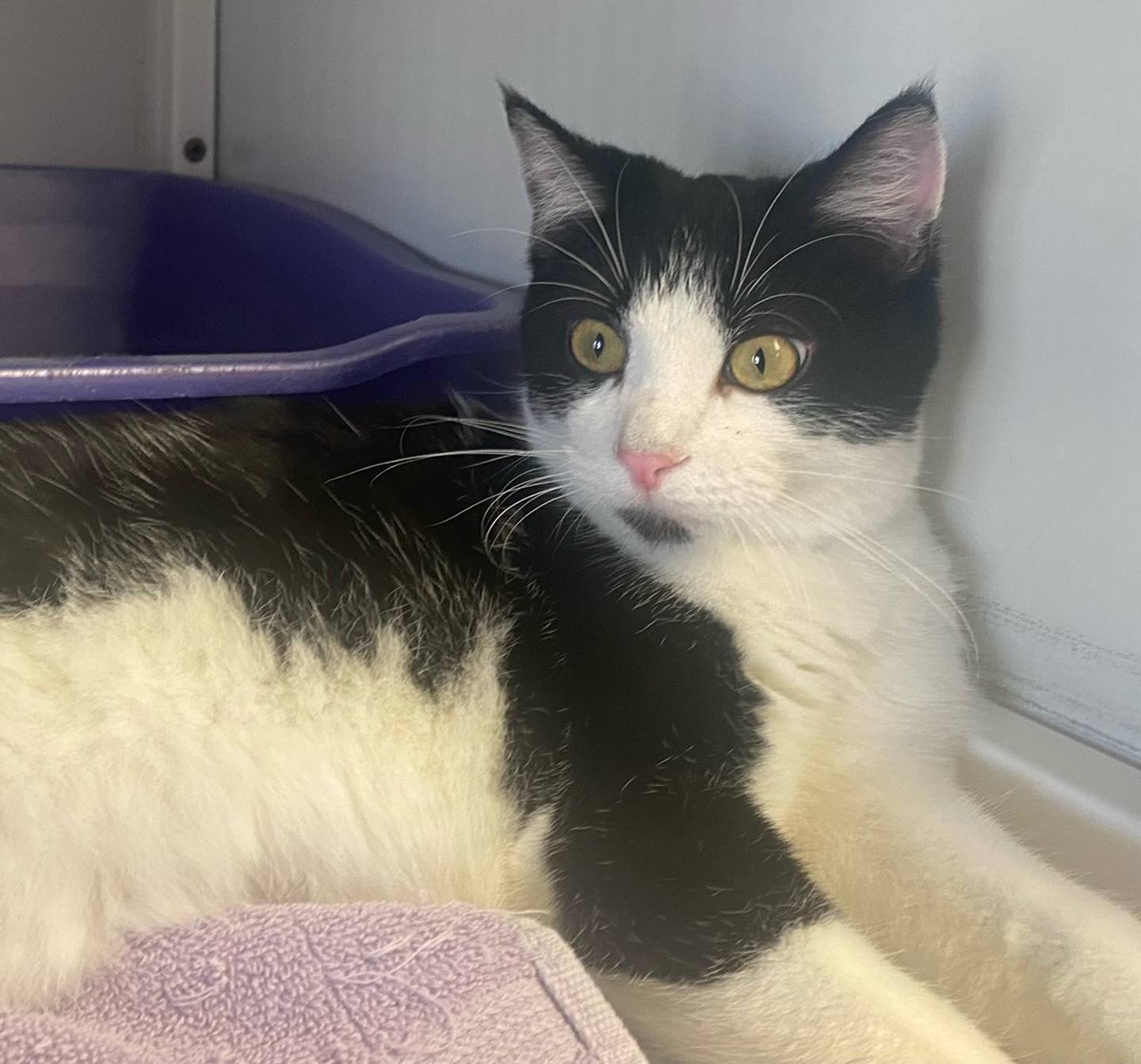 Gnocchi is a 6-month-old domestic shorthair. He is energetic and loving. Gnocchi is very sweet and immediately greets people. For more information on Gnocchi, including adoption fees please visit justanimals.org or call 815-448-2510.