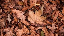Late leaf drop results in one-time pickup in McHenry Township
