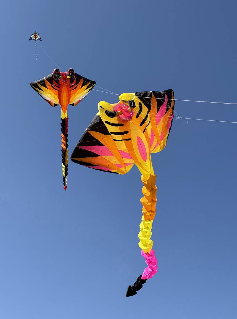 A trio of kites including two giant ones representing Manta Rays flown by the Kite Guy soar during the Go Fly a Kite event at Graf Park on Saturday, May 3, 2025 in Wheaton.