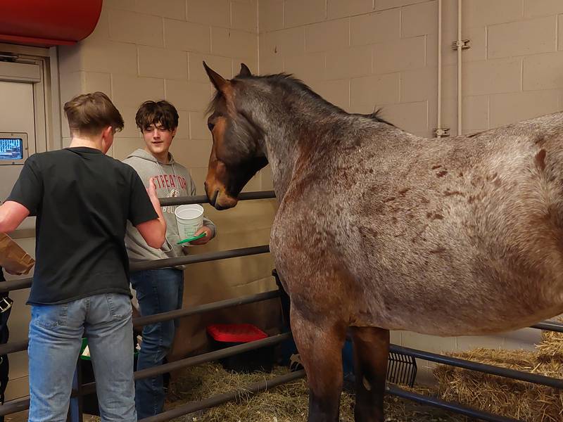 Streator FFA students feed the horse Tuesday, March 26, 2024, at the annual animal fair at the high school.