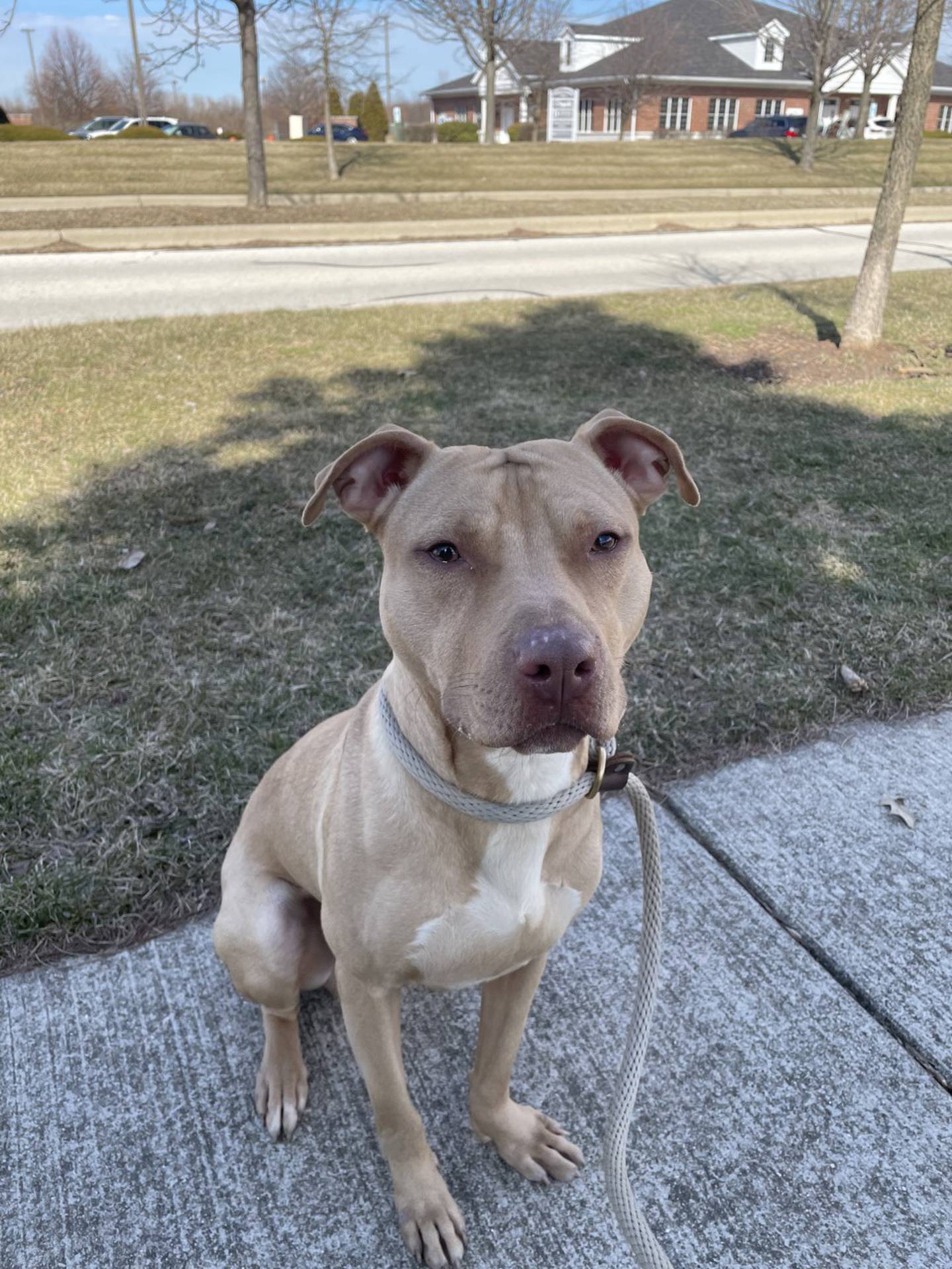 Draco is an 18-month-old terrier with a sweet and outgoing personality. He loves walks and playing with his toys. He is well-mannered and keeps his space at the rescue clean. To meet Draco, email Dogadoption@nawsus.org. Visit nawsus.org.