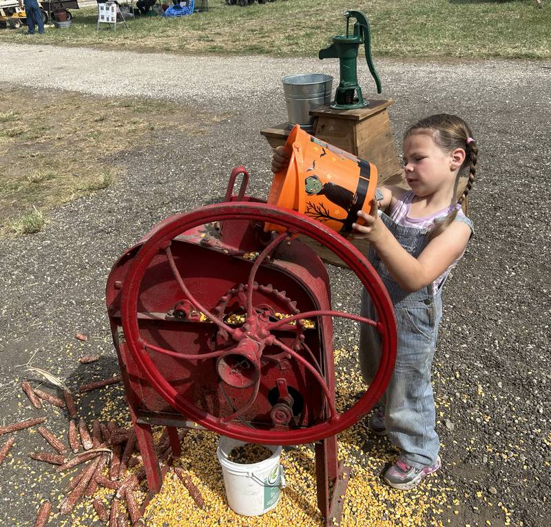 Everly Behal, 5, of Wilton, Iowa, fills an antique corn sheller at the Bos Bros. Historical Farm Old Fashioned Fall Harvest south of Erie on Springhill Road Saturday, Sept. 21, 2024. The sheller was just one of the attractions to show kids how corn used to be processed.