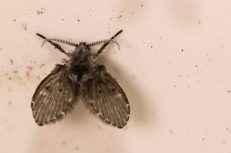 Duane Blanton Plumbing and HVAC - How To Identify, Eliminate, And Prevent Drain Flies