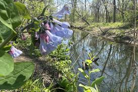 Video: Wildflowers flourish at Starved Rock State Park
