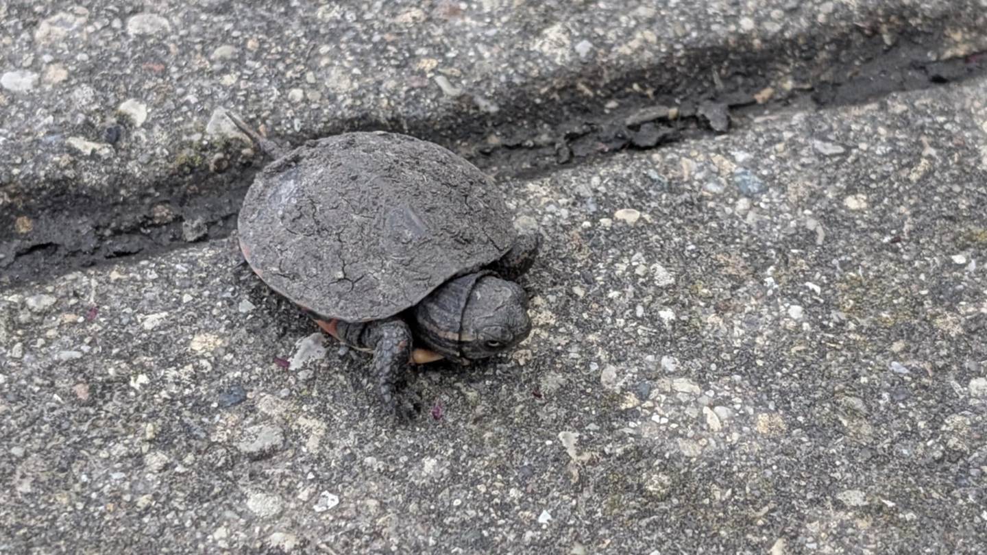 A dried-out turtle is seen on Thursday, April 18, 2025, in Joliet, before its rescue. The turtle was released into a pond on Friday morning, thanks to guidance from Spizzirri Reptile Rescue & Rehabilitation in Momence.